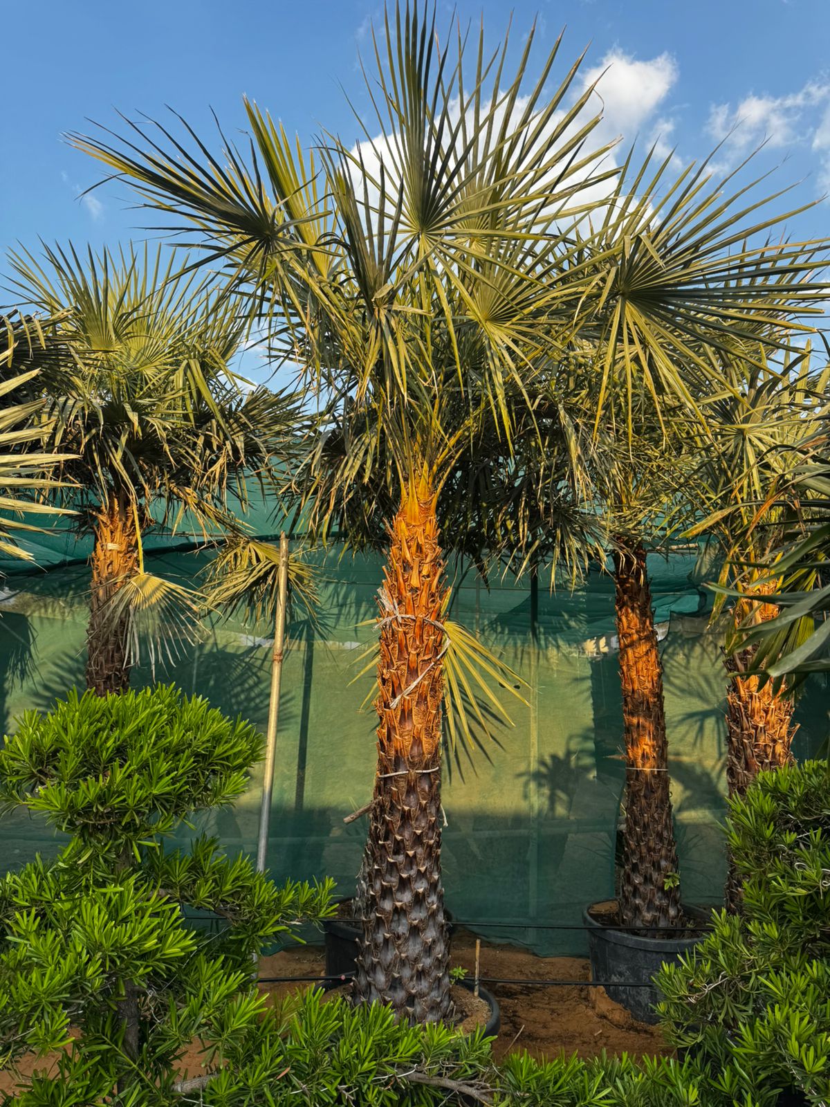 Wax Palm (Copernicia Pruniferea)