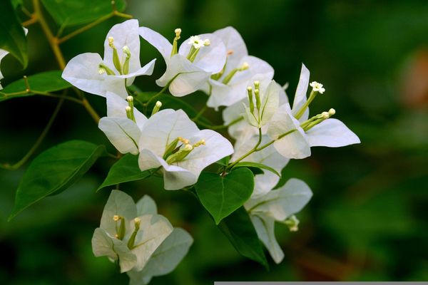 Bougainvillea 6L - Evergreen with Year-Round Blooms