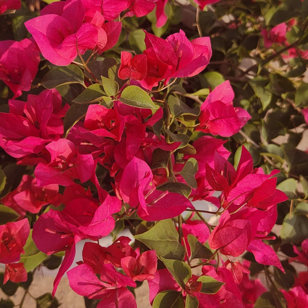 Bougainvillea 6L - Evergreen with Year-Round Blooms