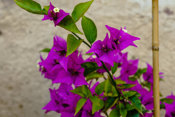 Bougainvillea 6L - Evergreen with Year-Round Blooms
