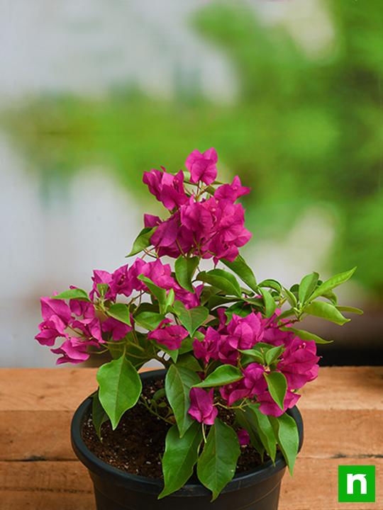 Bougainvillea 6L - Evergreen with Year-Round Blooms