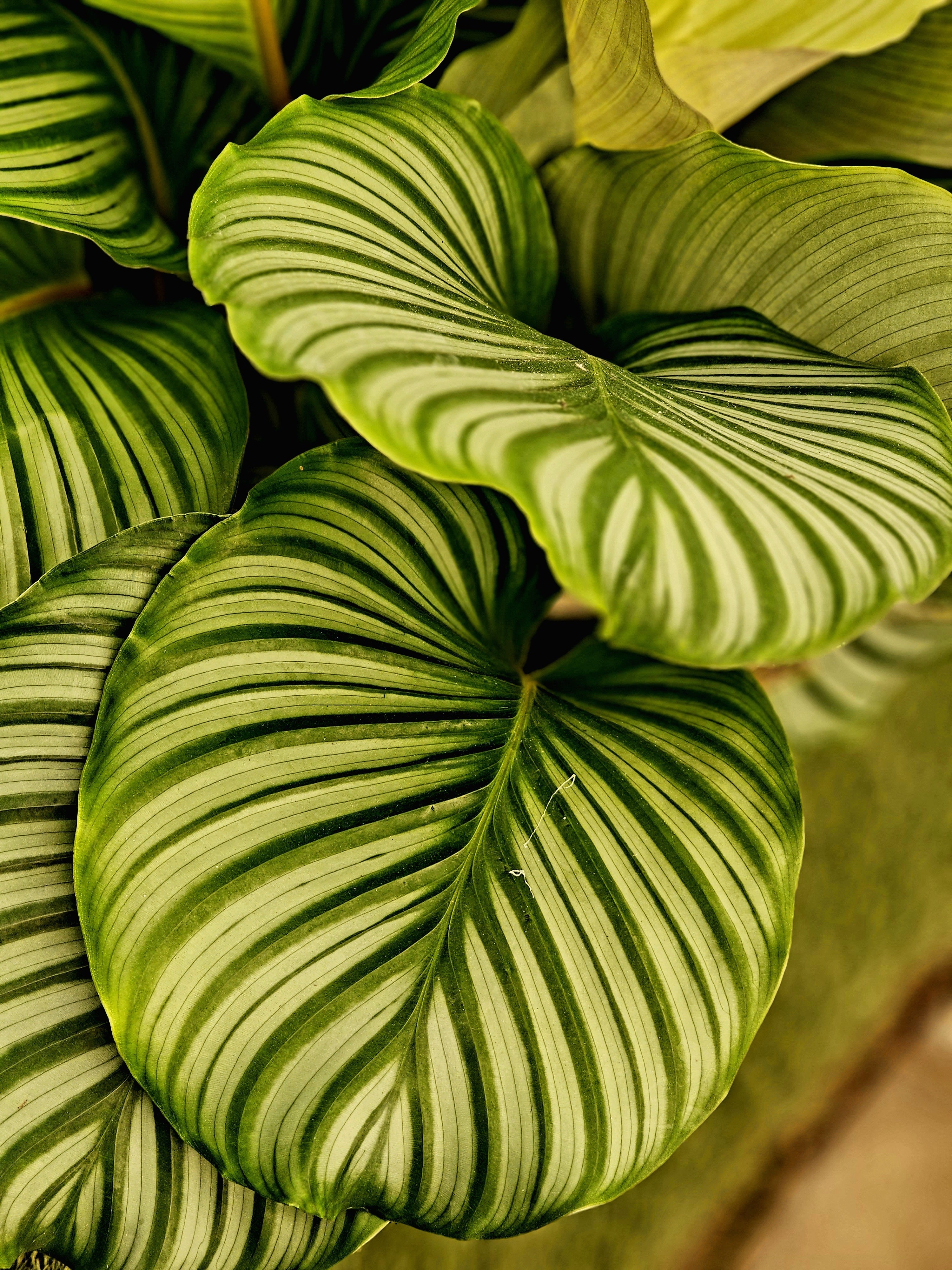 Calathea Variegated Holland