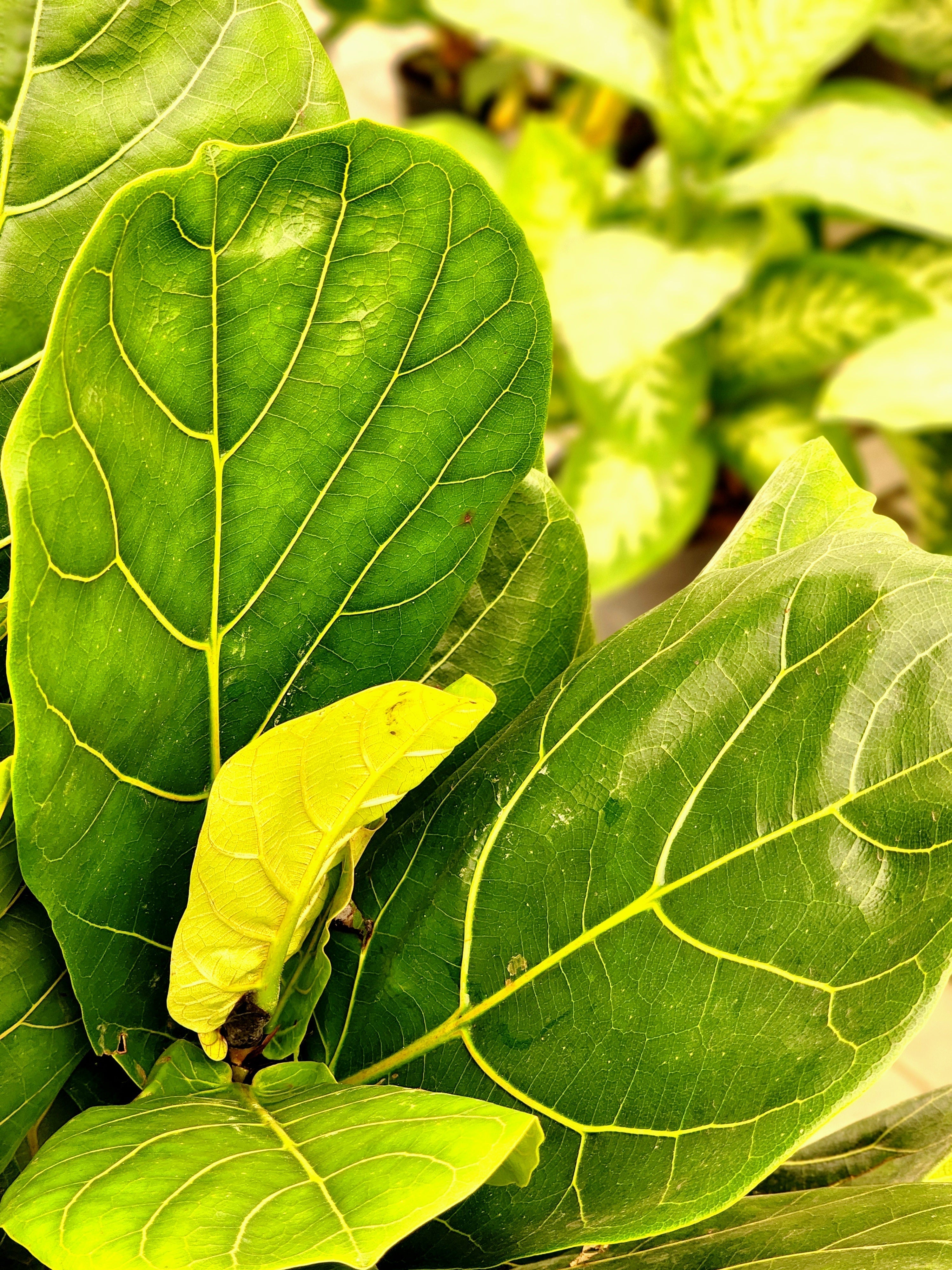 Ficus Lyrata Fiddle Leaf