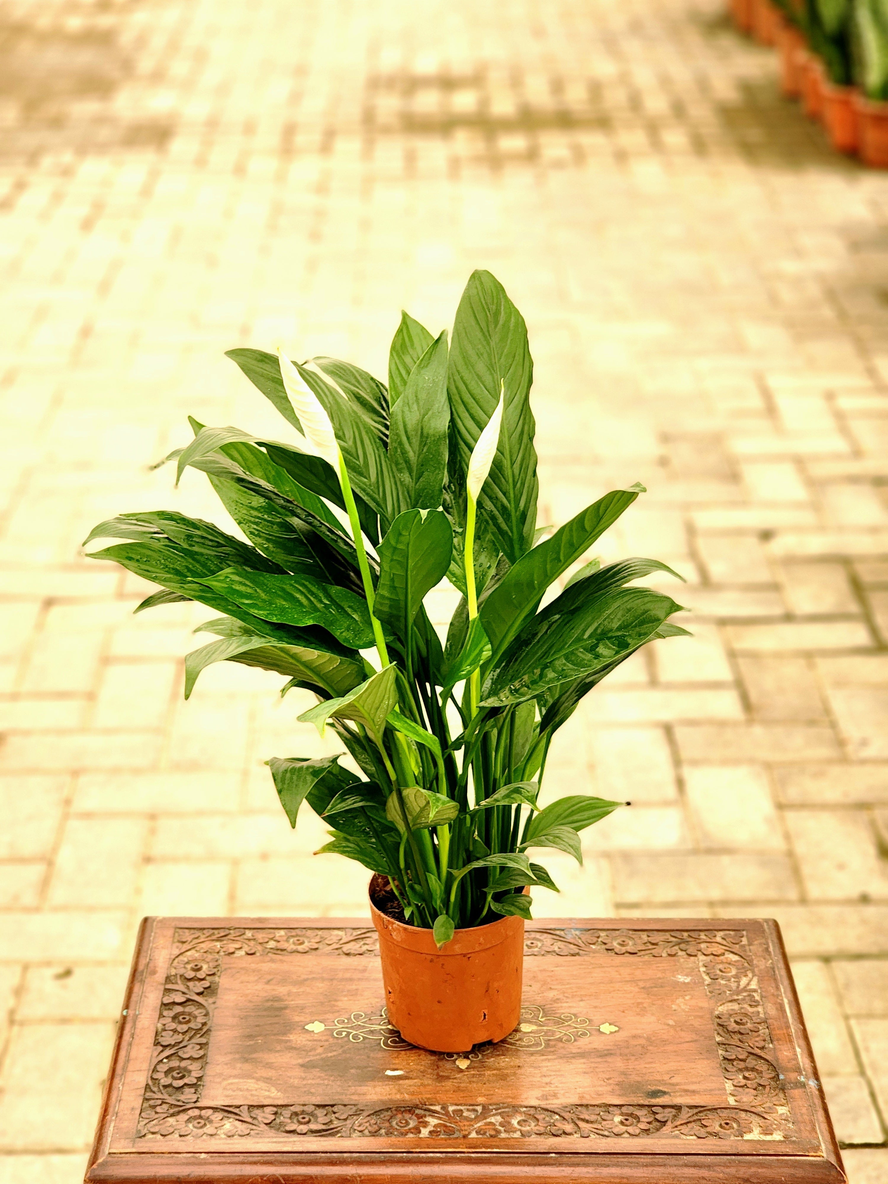 Peace Lilly