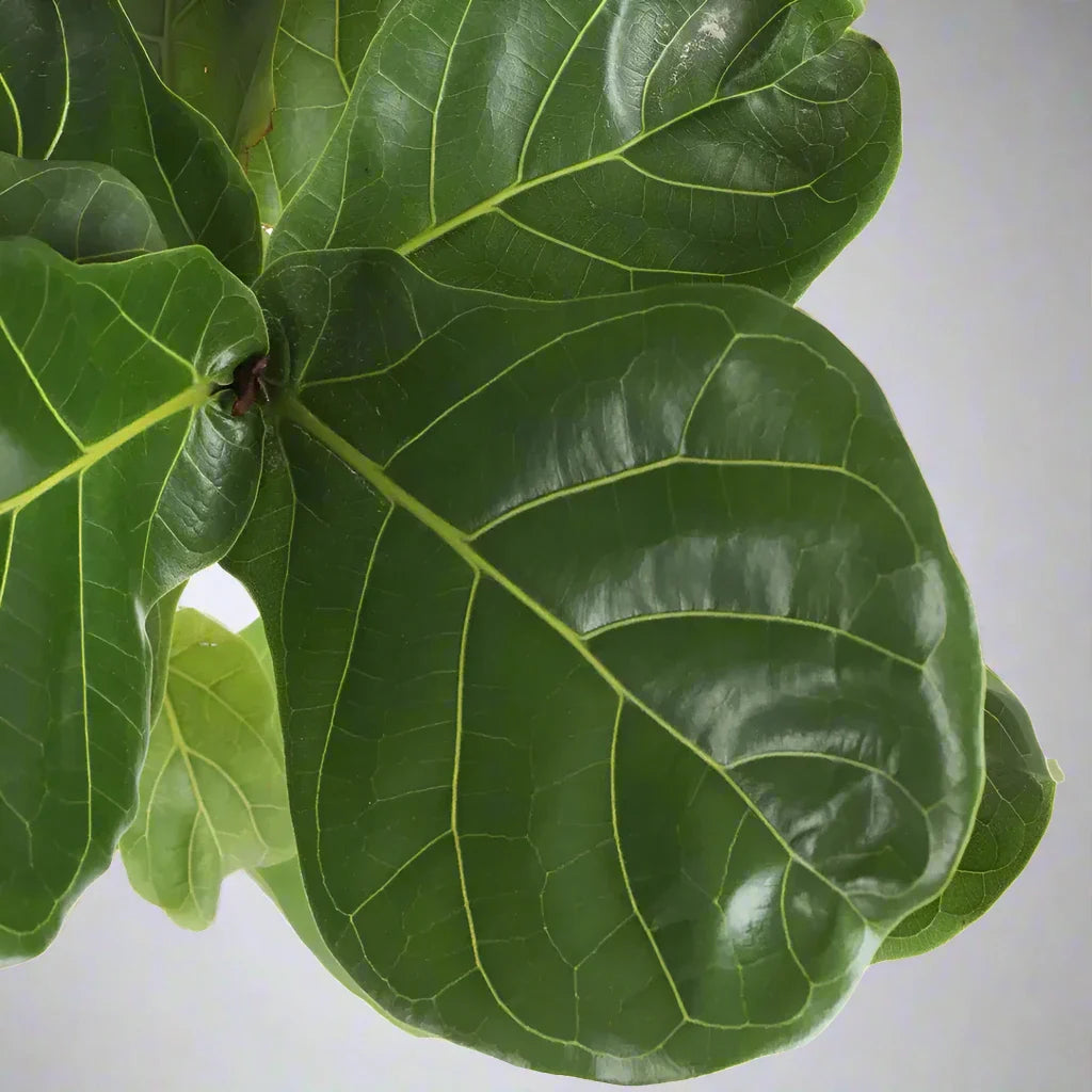 Ficus Lyrat