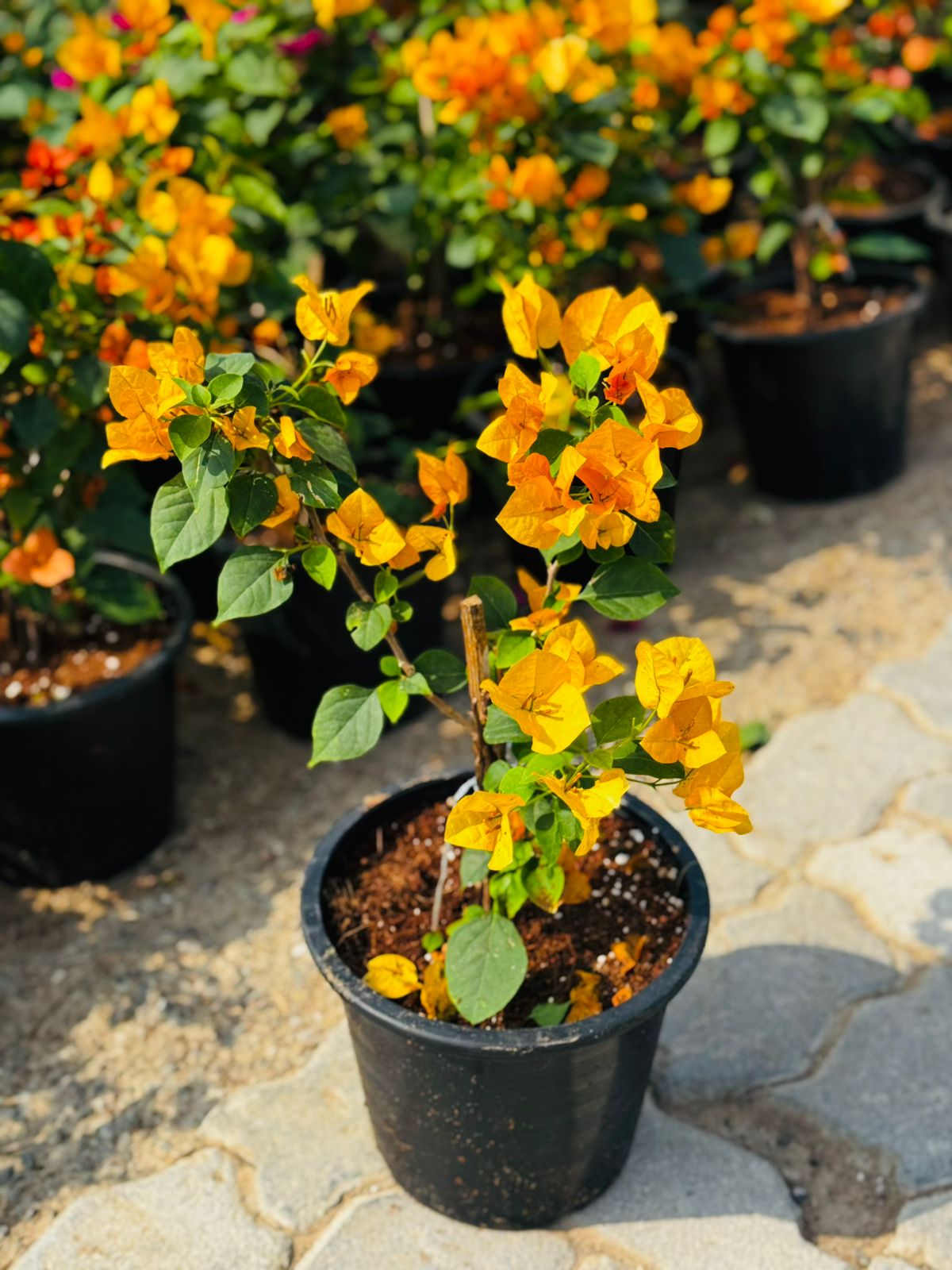 Bougainvillea 6L - Evergreen with Year-Round Blooms