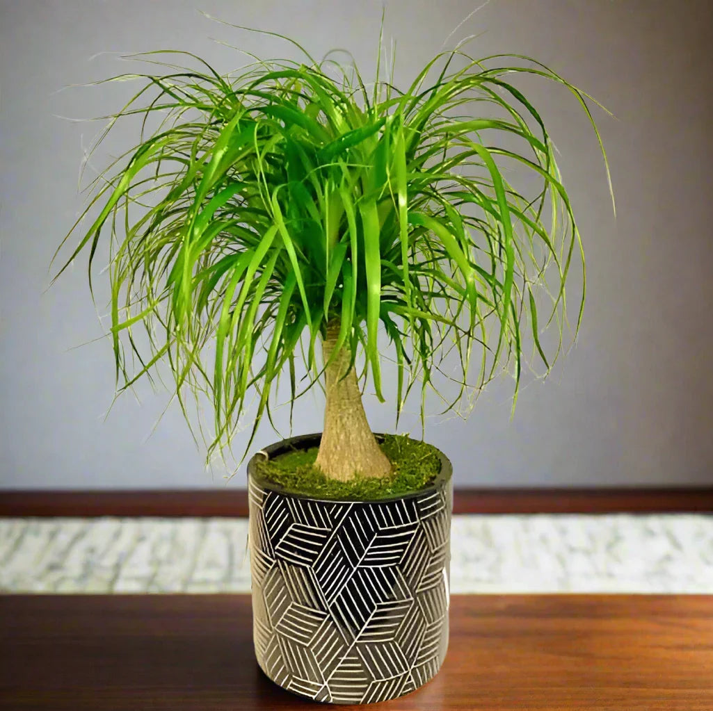 Beaucarnea Recurvata, Elephant-Foot Tree