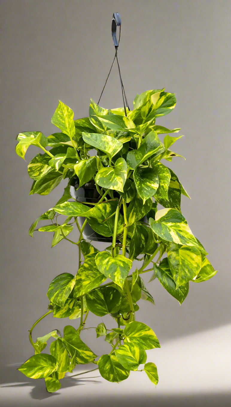 Hanging Money Plant Variegated