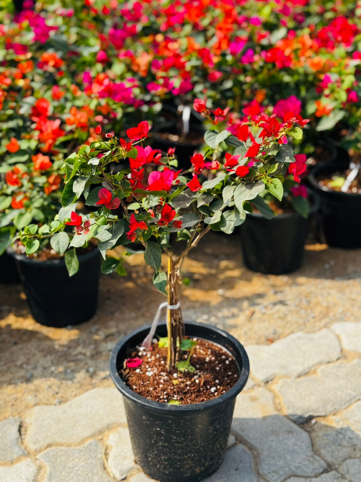 Bougainvillea 6L - Evergreen with Year-Round Blooms