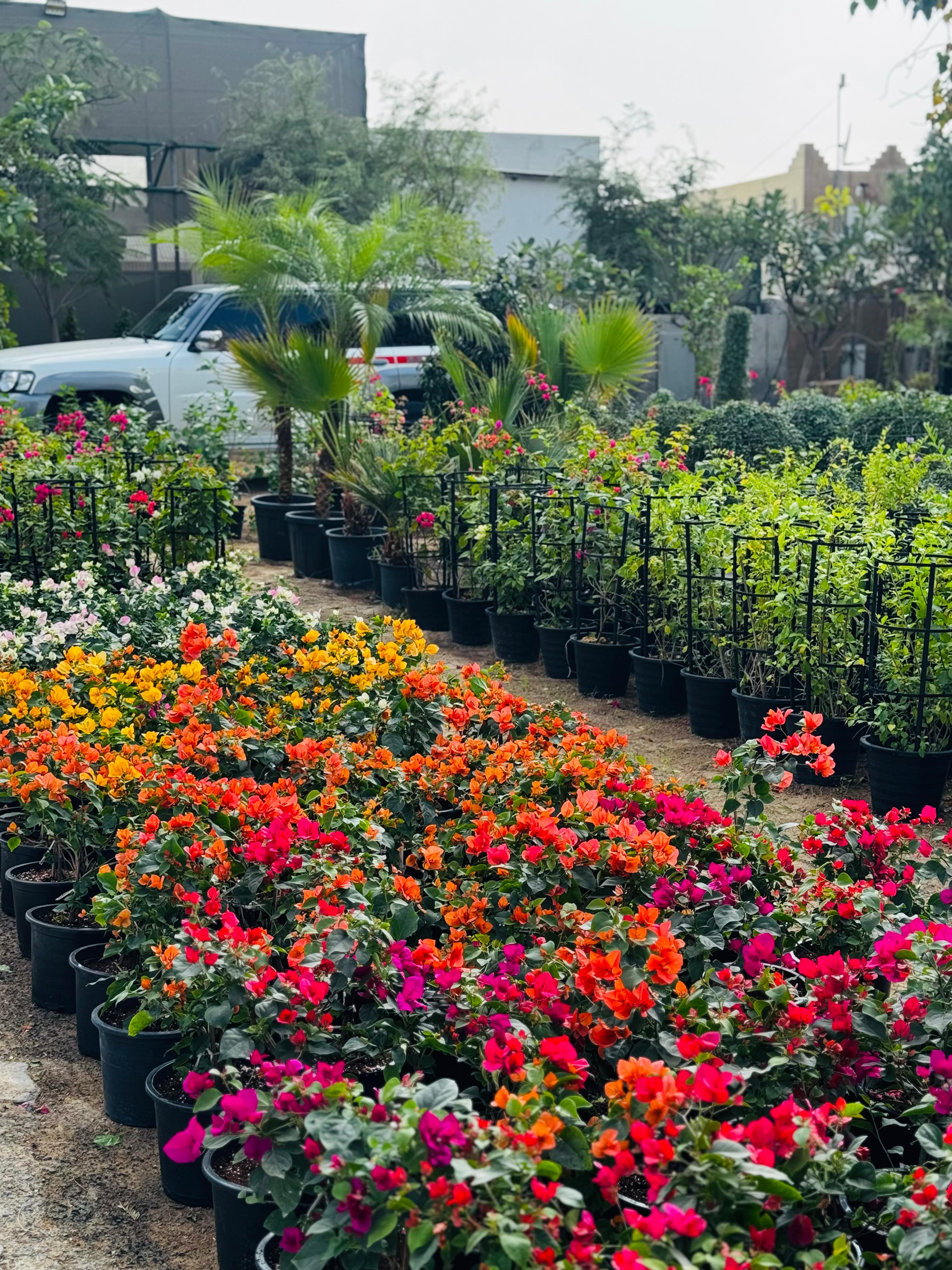 Bougainvillea 6L - Evergreen with Year-Round Blooms