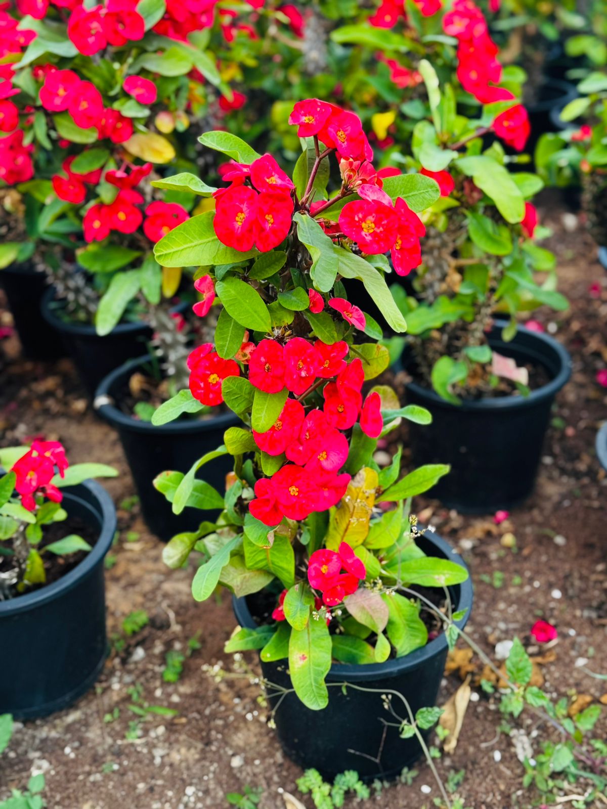 Bougainvillea 6L - Evergreen with Year-Round Blooms