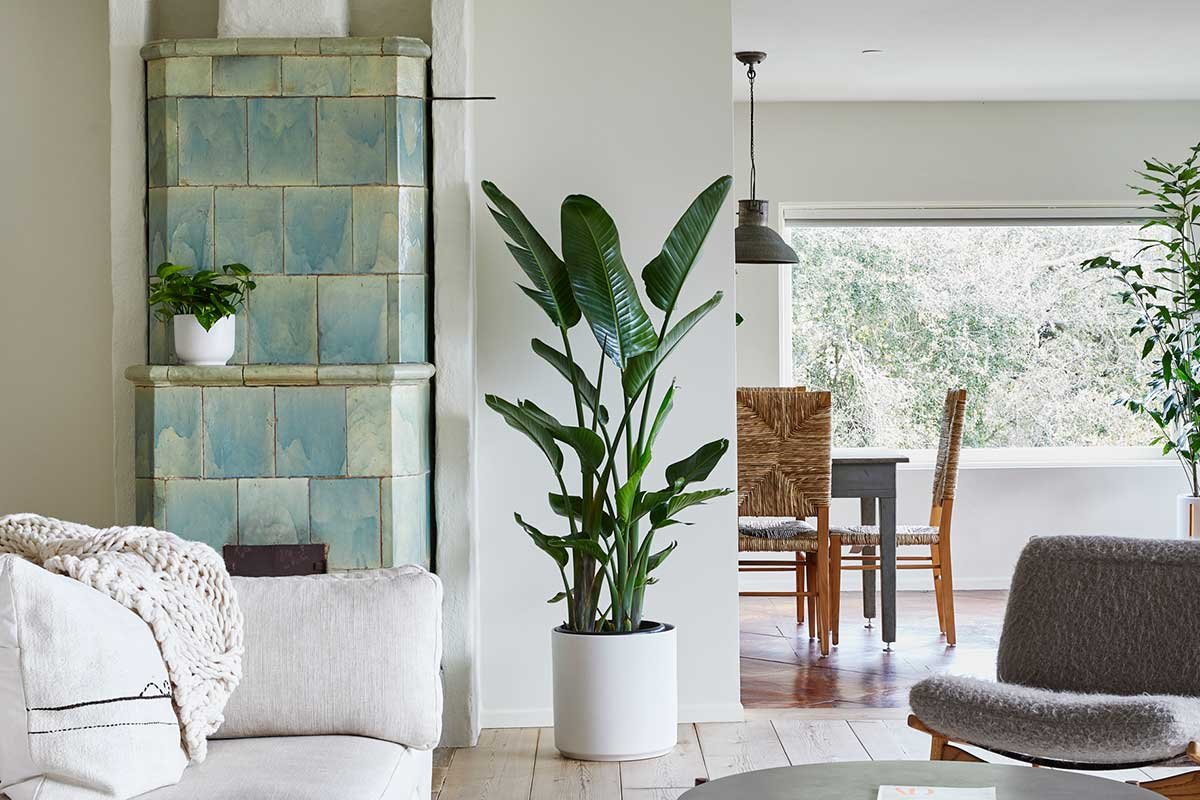 Birds of Paradise 2-2.2 Meter's