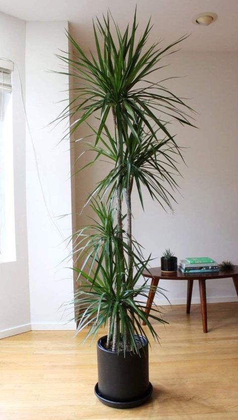 Dracaena Marginata XL