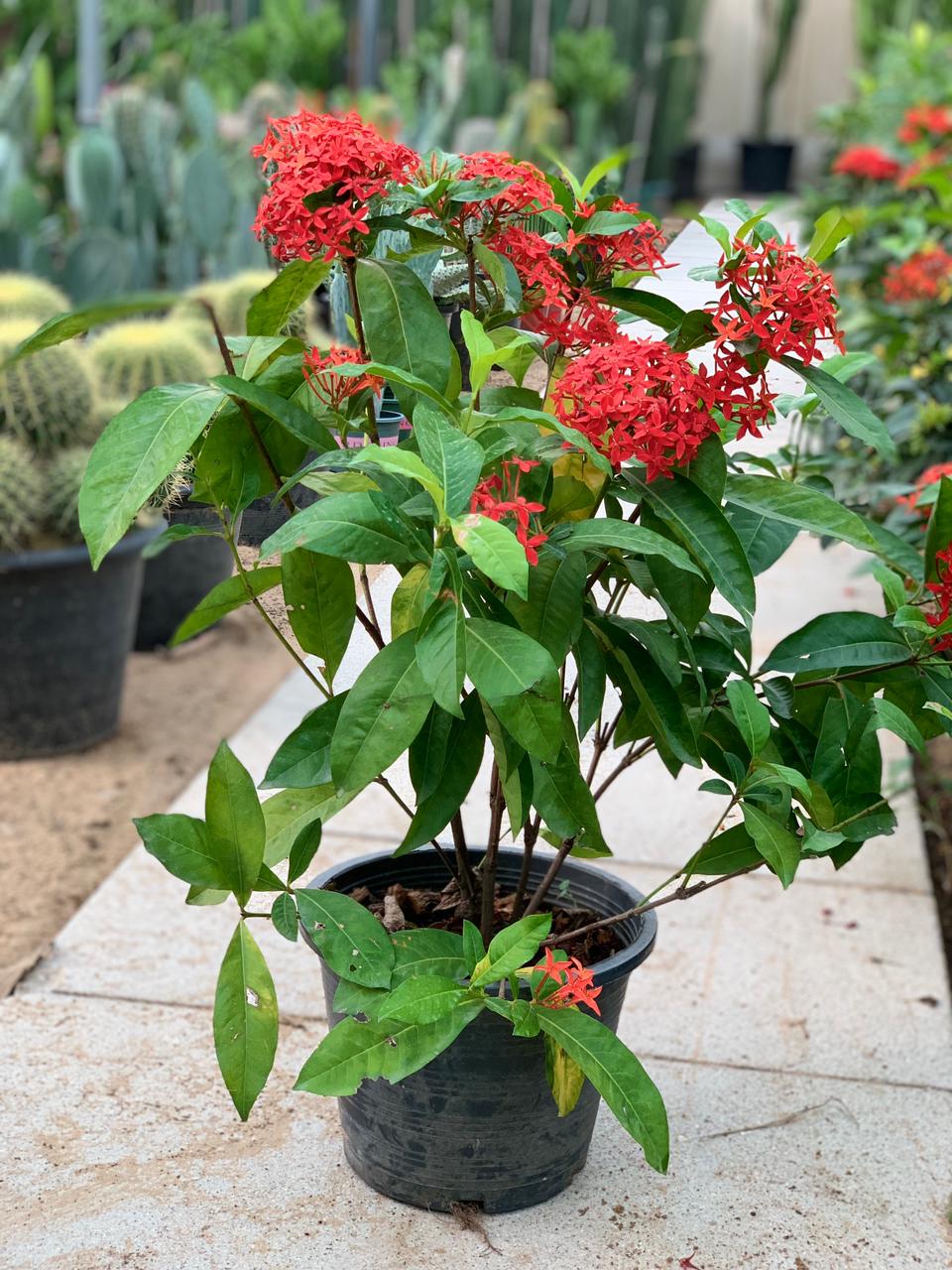 Ixora Coccinea Red Rose