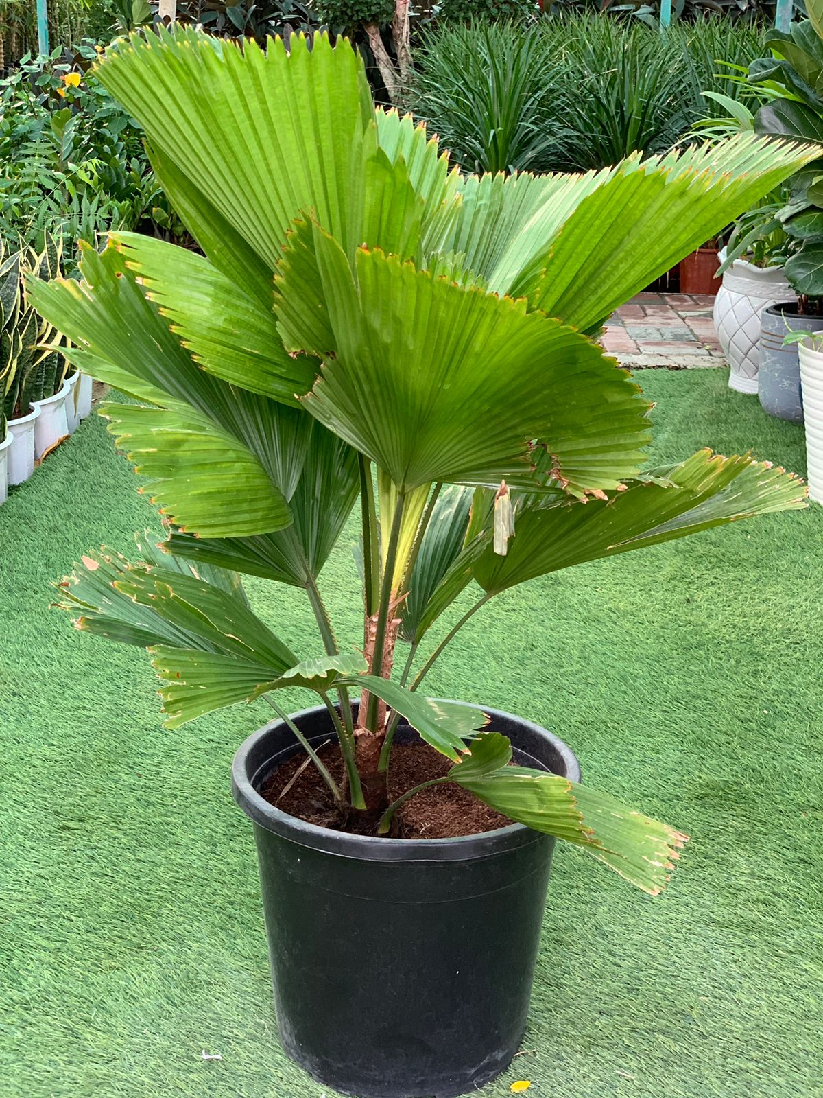 ruffled palm plant Ruffled Fan Palm (Licuala Grandis)