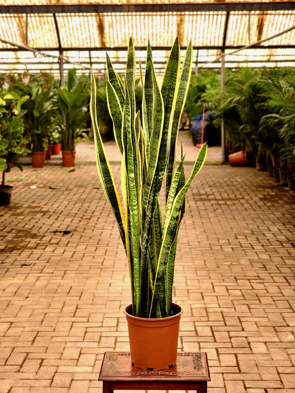 Snake Plant (Sansevieria)