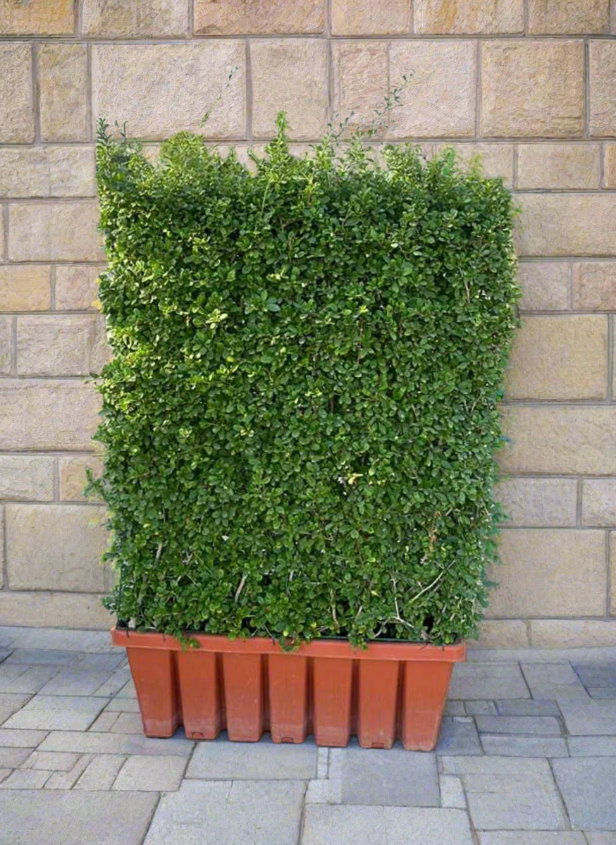 Erectia Plant Wall