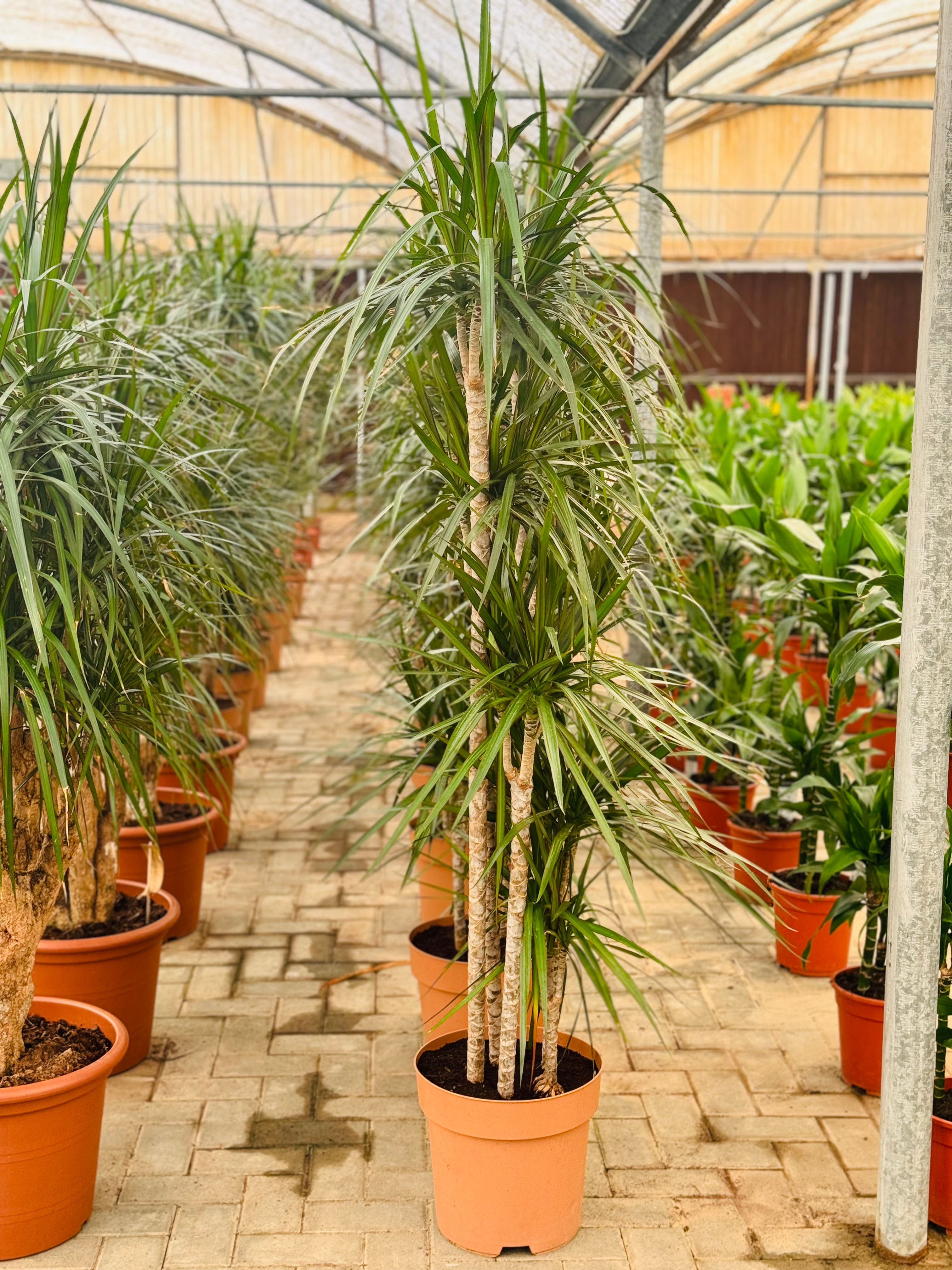 Dracaena Marginata XL