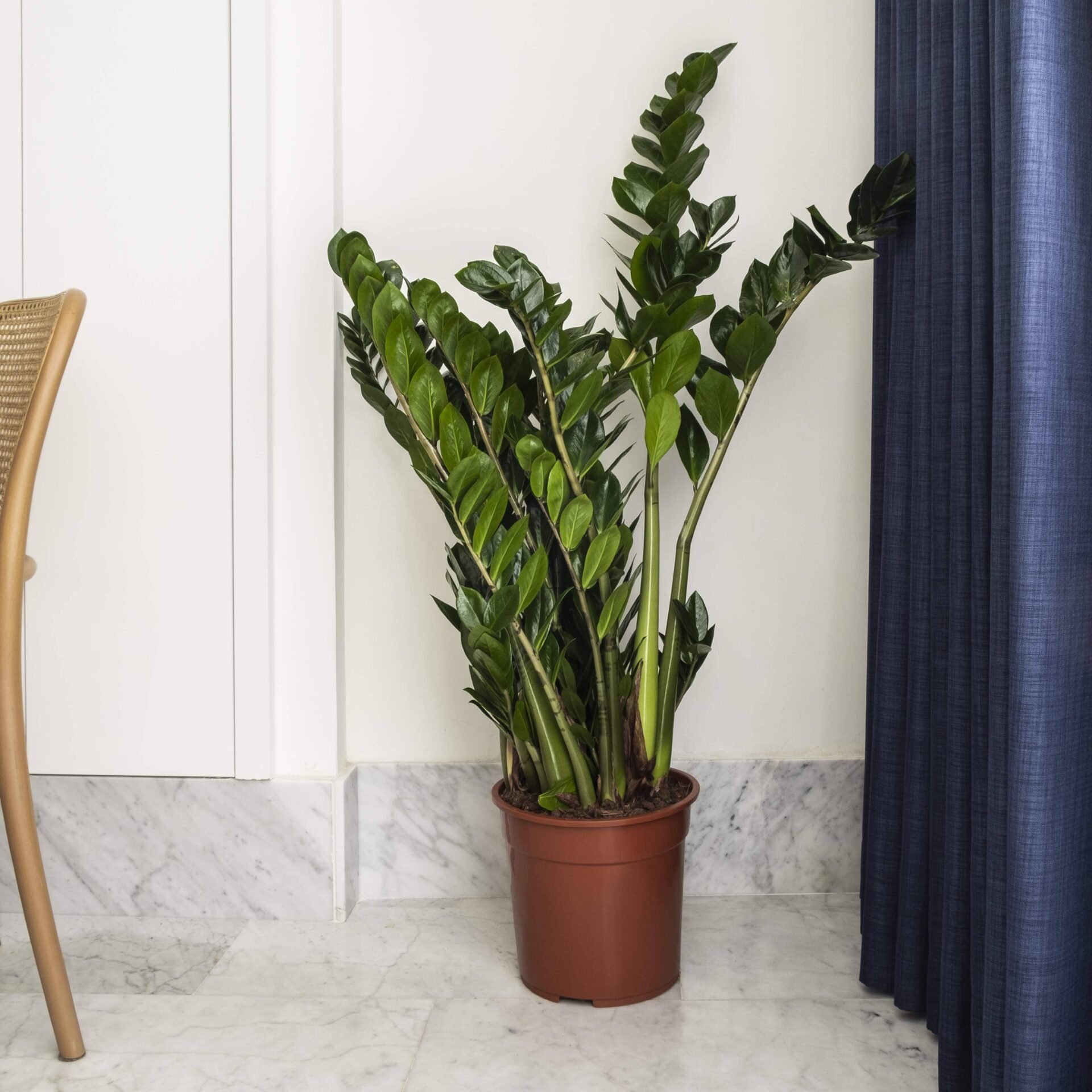 Zamioculcas