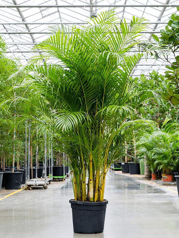 Areca Palm 3 Meter's