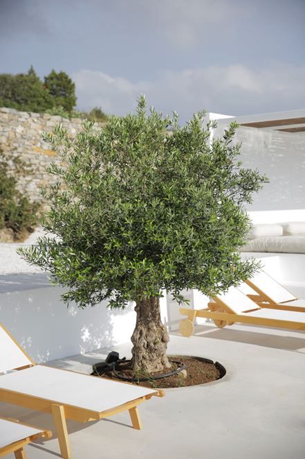 Olive Tree