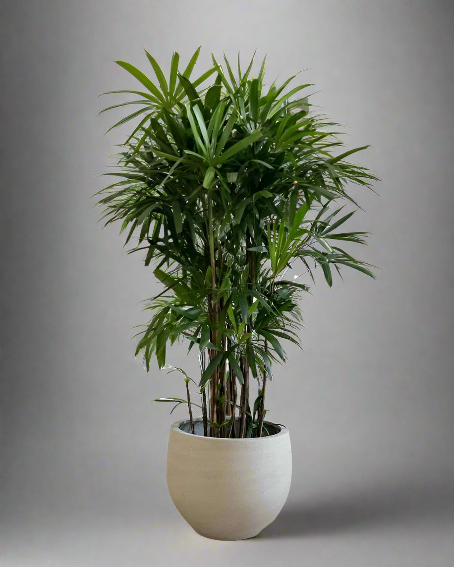 Raphis Palm 100-120CM