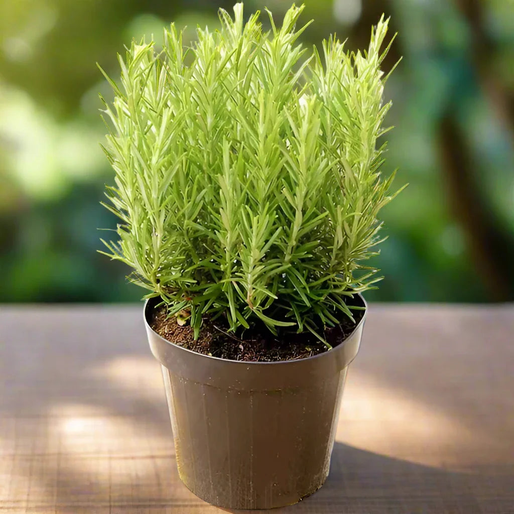 Rosemary Herb