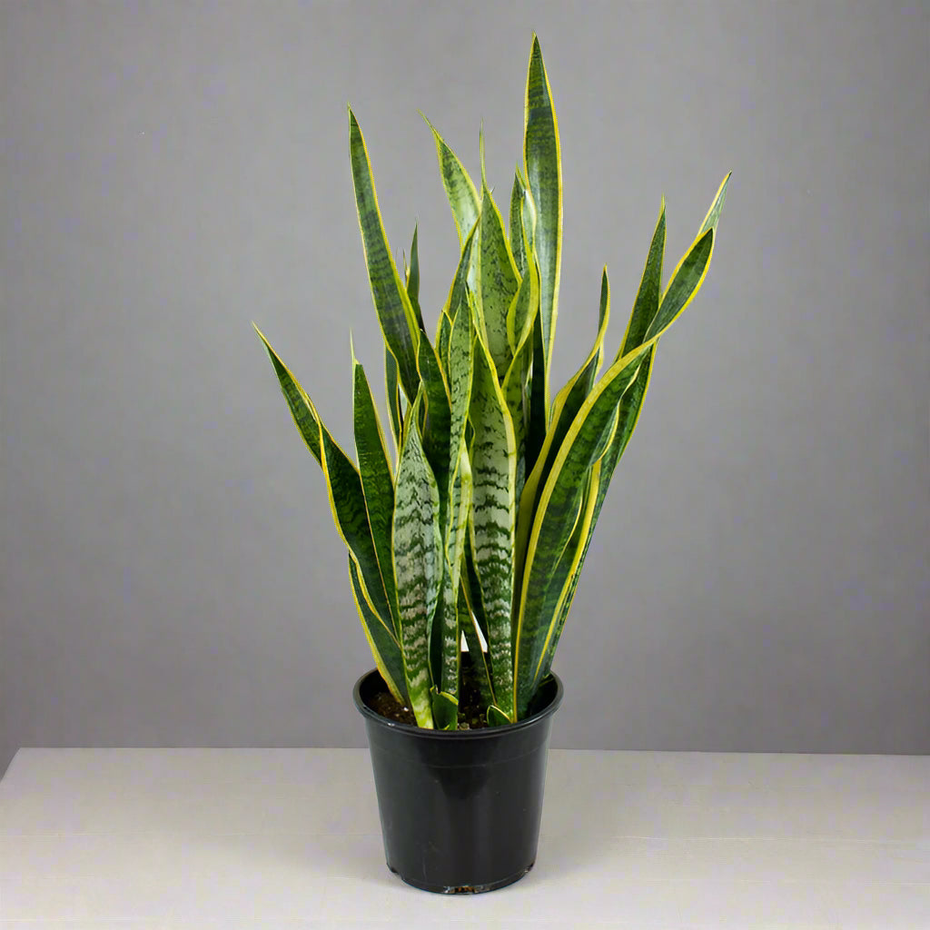 Sansevieria ‘Snake Plant’ 25-30CM