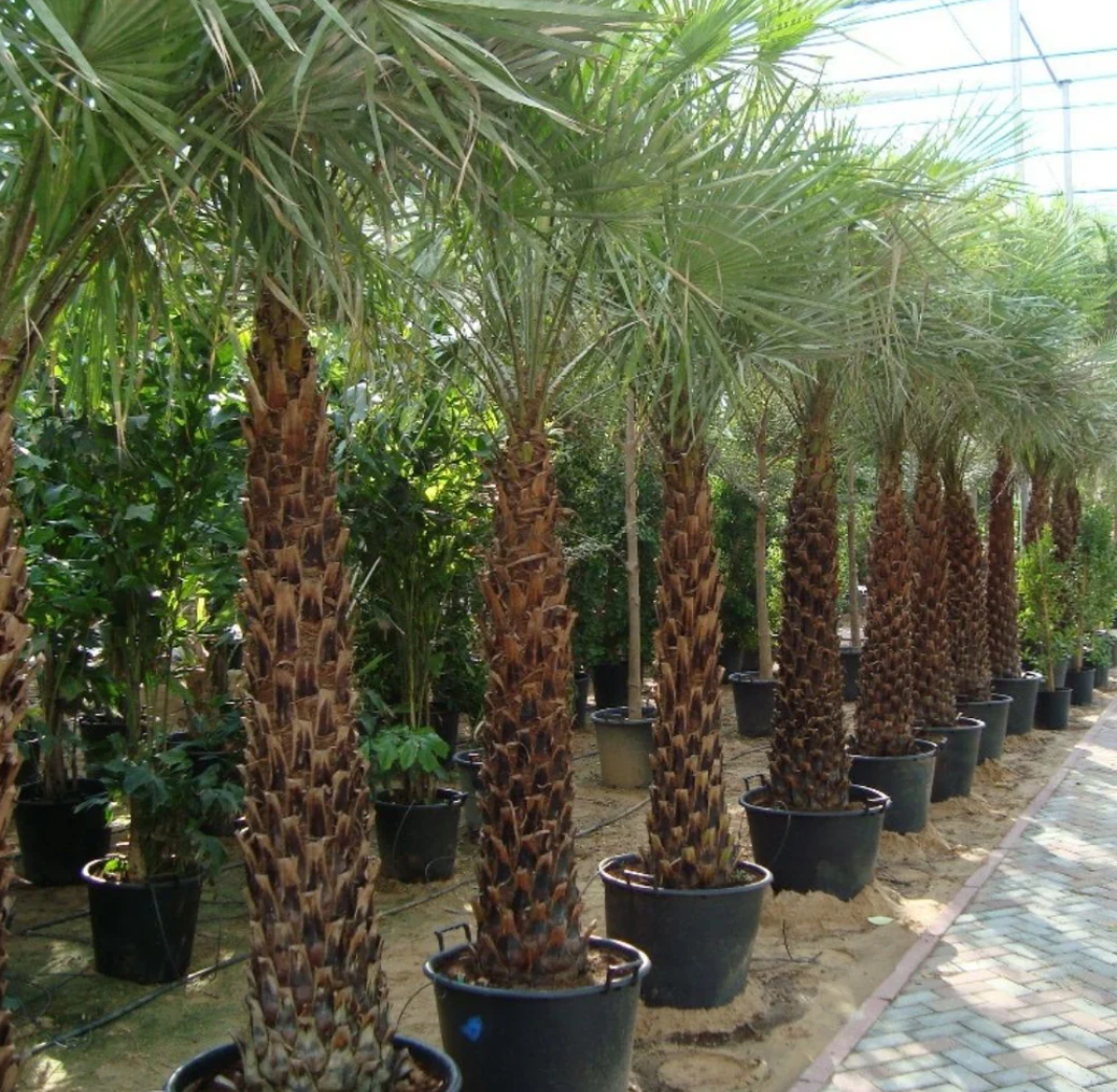 Wax Palm (Copernicia Pruniferea)