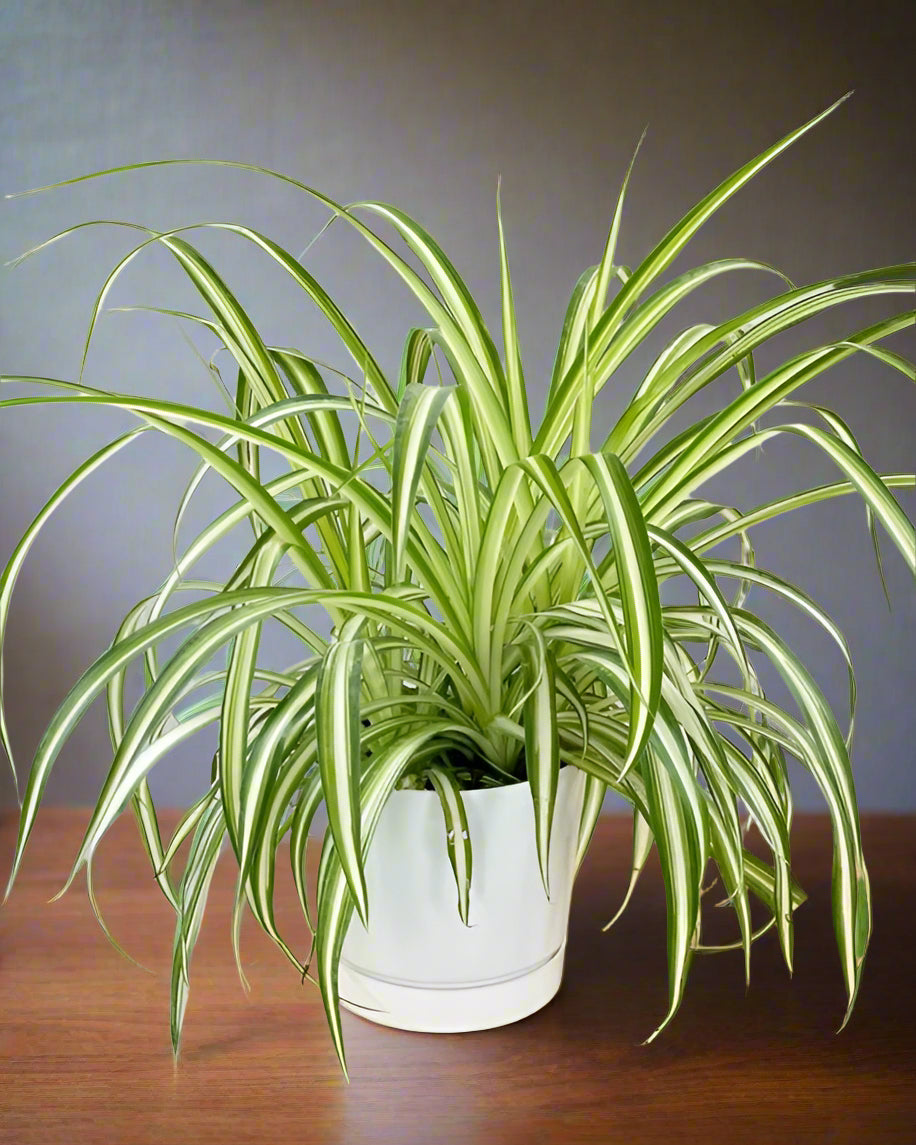 Spider plant