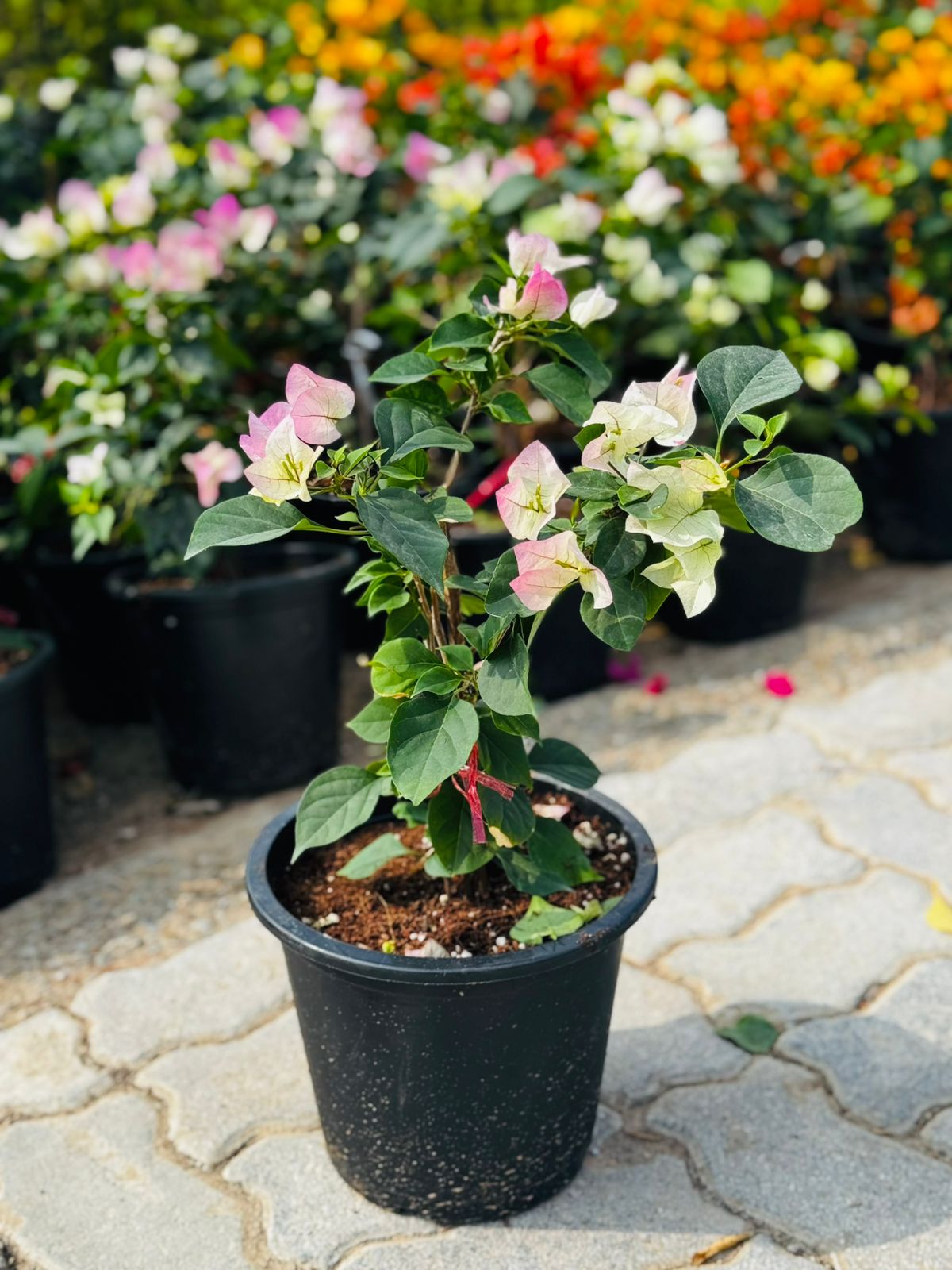 Bougainvillea 6L - Evergreen with Year-Round Blooms