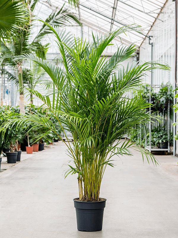 Areca Palm 1.80-2 Meter's