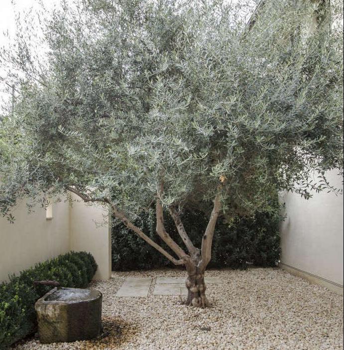 Olive Trees