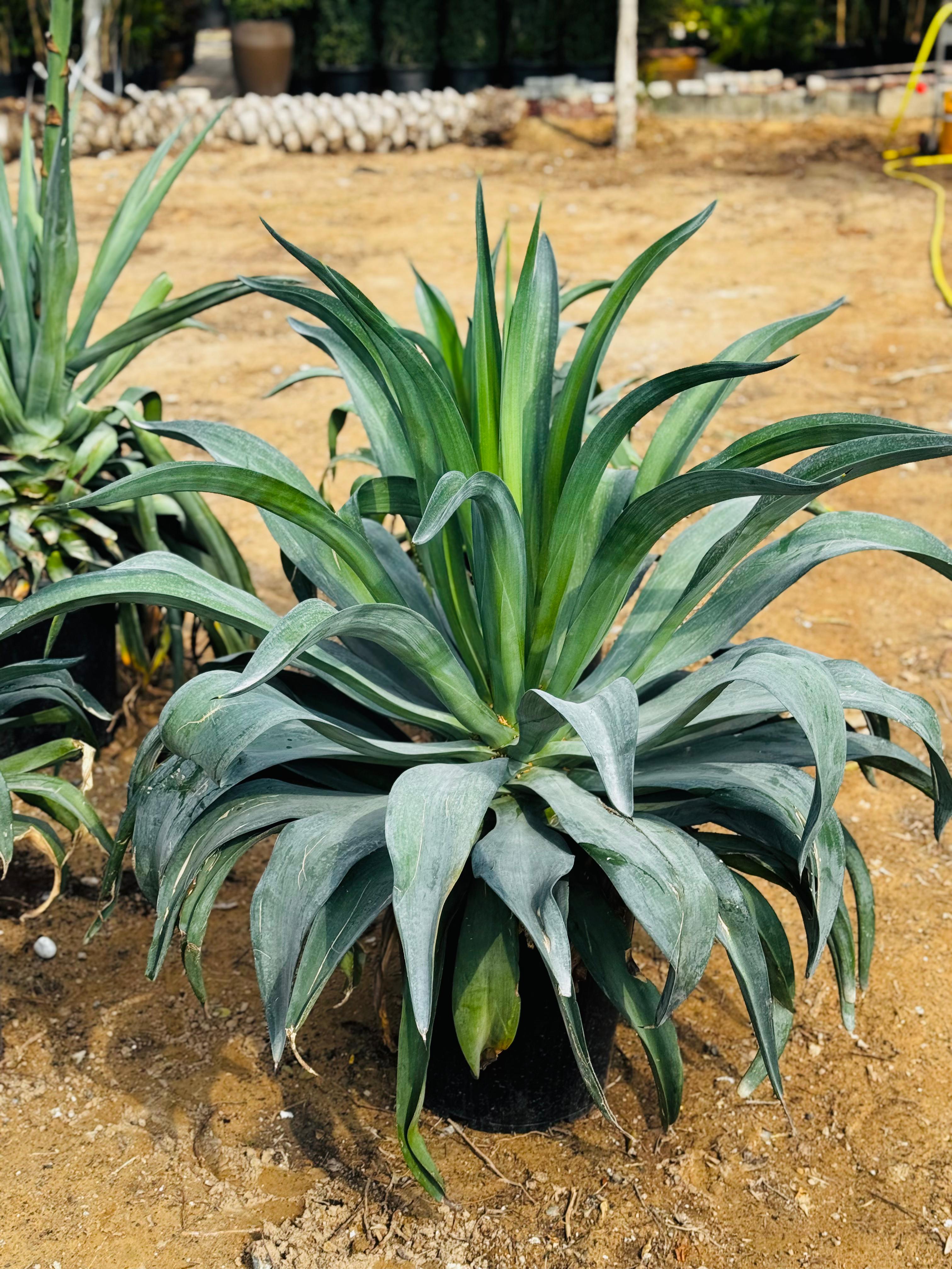 Agave Attenuata