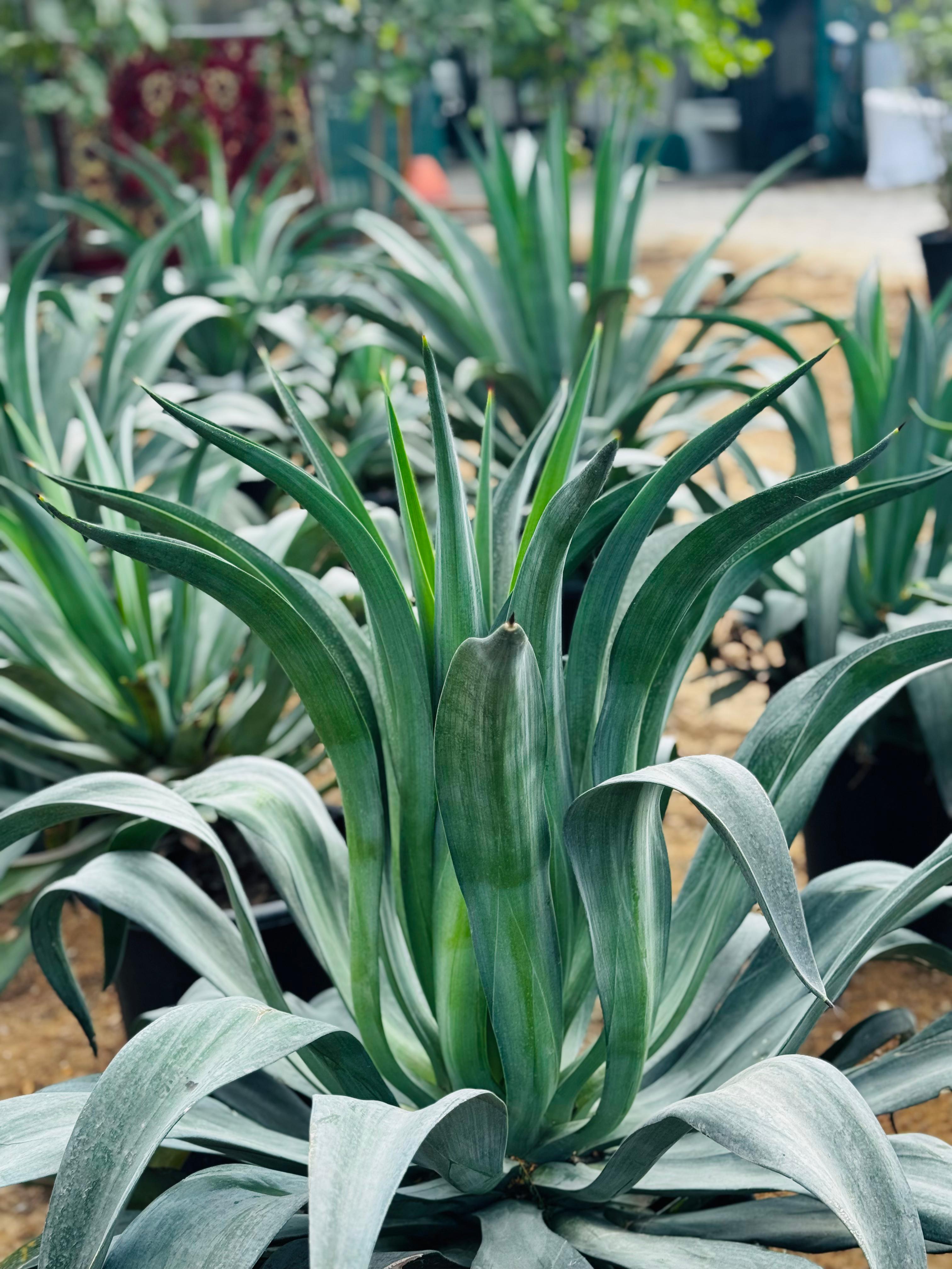 Agave Attenuata