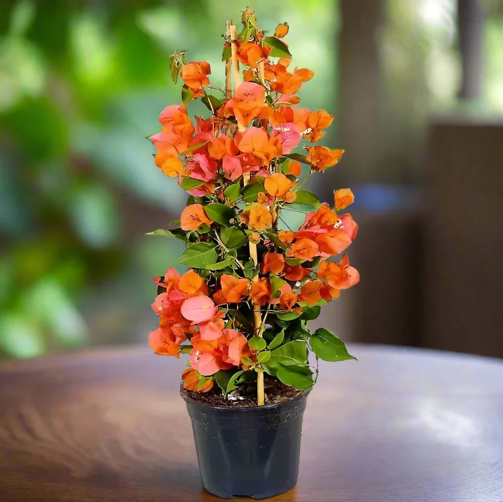 Bougainvillea-spectabilis-orange