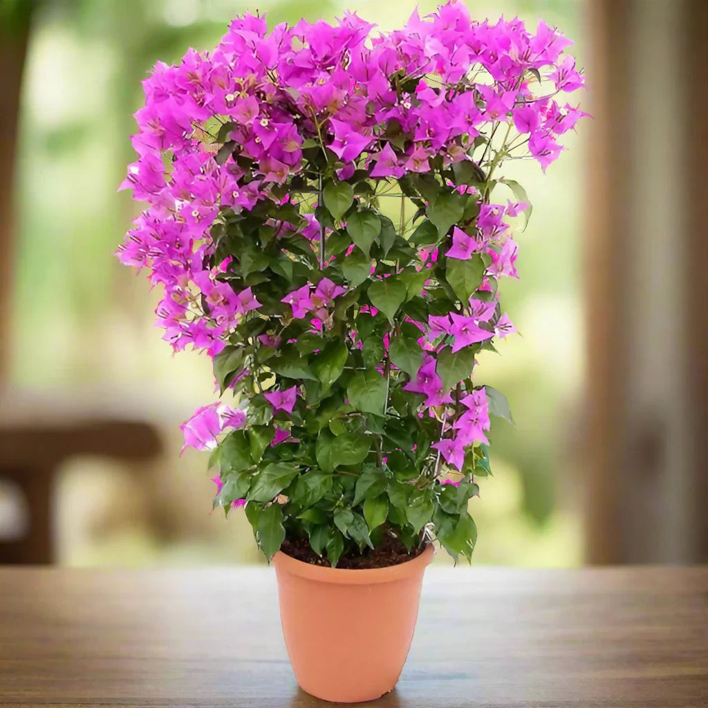 Bougainvillea Alexandra , Purple Paper Flower