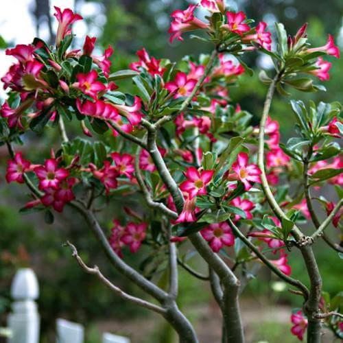 Adenium Obesum, Desert Rose