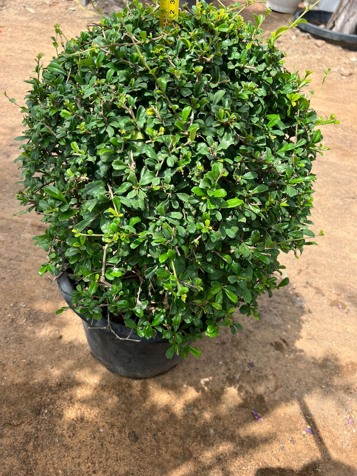 Erectia Ball Shape – Perfectly Pruned Elegance