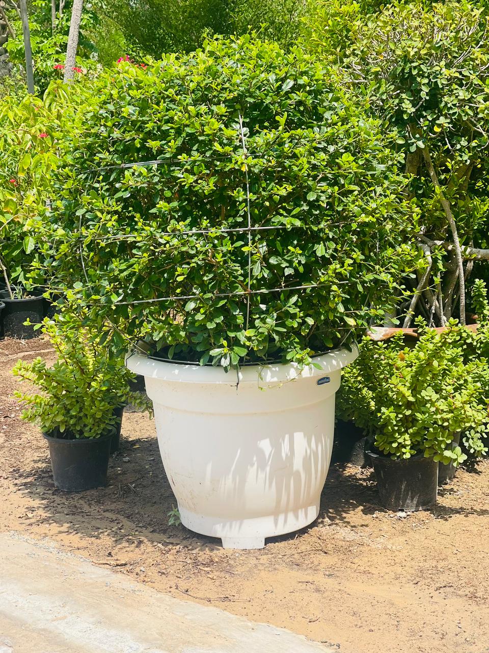 Erectia Ball Shape – Perfectly Pruned Elegance