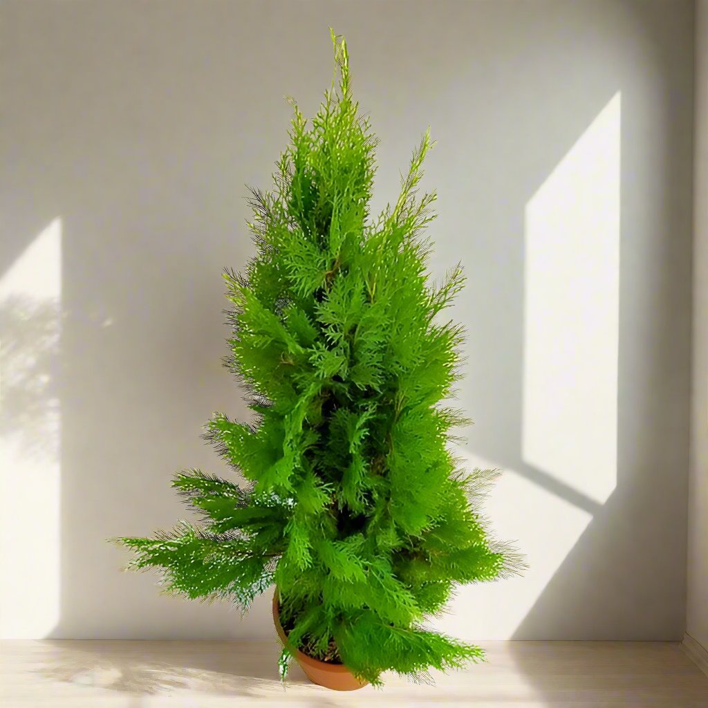 Thuja Orientalis