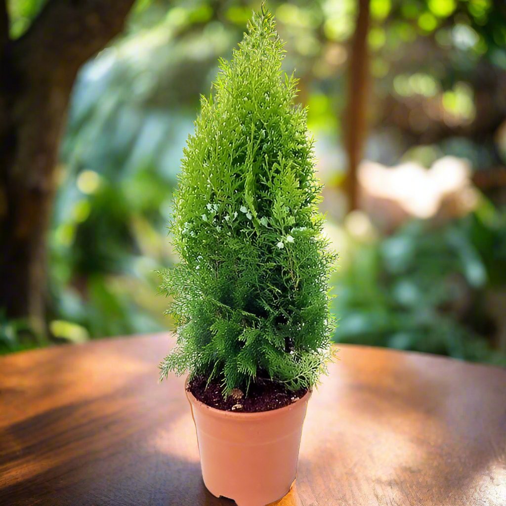 Thuja Orientalis