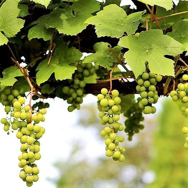 Grapes Vine, Vitis Vinifera, العنب فاين