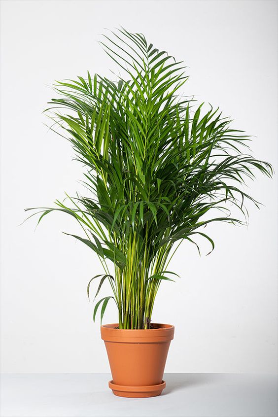 Areeca Palm (Holland)