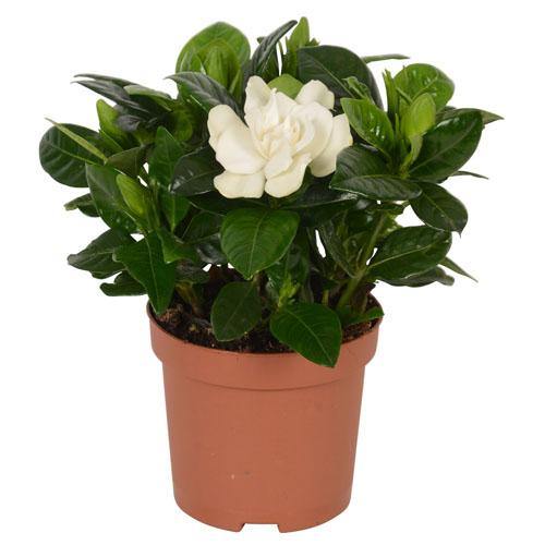 Gardenia Jasmin Oides, Cape Jasmine