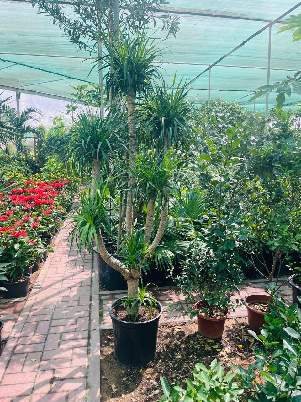 Dracaena Draco Multiheads 150CM