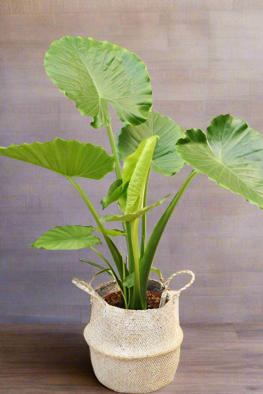 Alocasia elephant ears 100-150CM