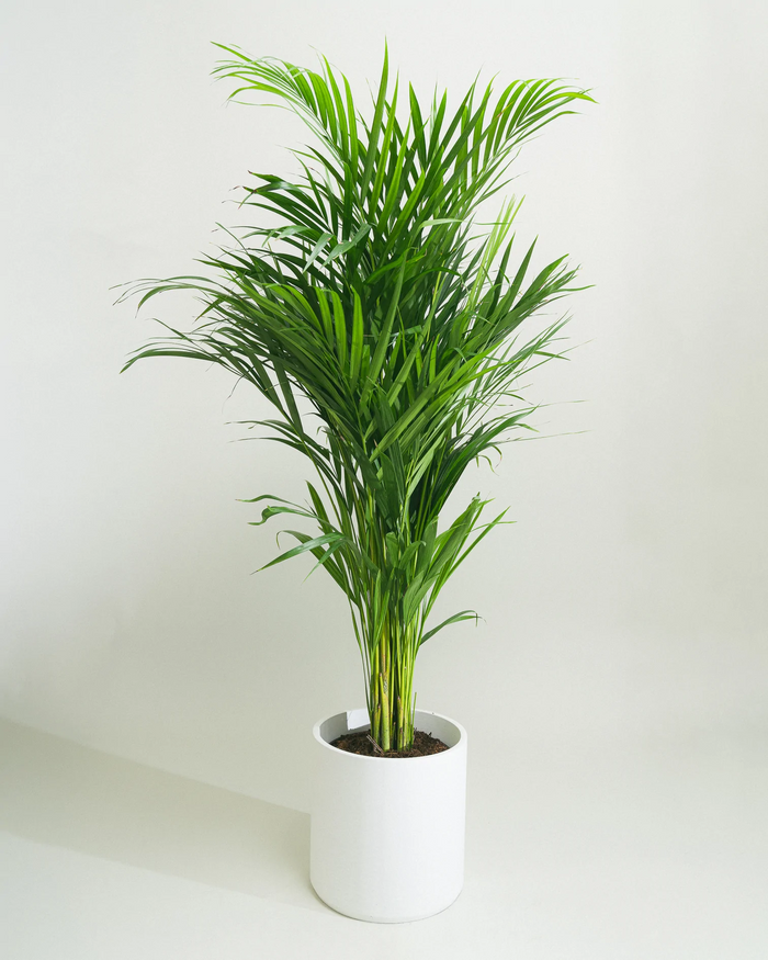 Areeca Palm | Buy Online Areeca Palm 1M+