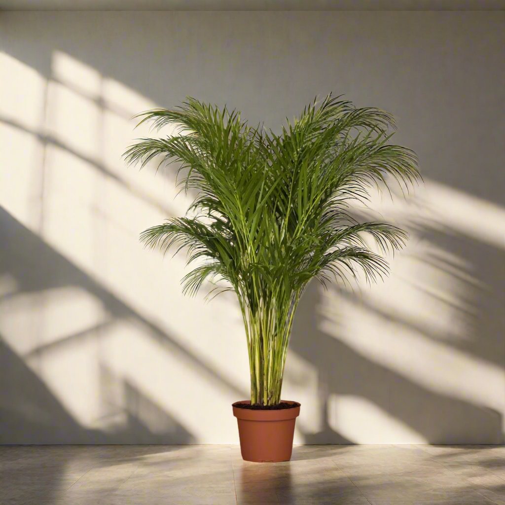 Areca Palm 100-120CM