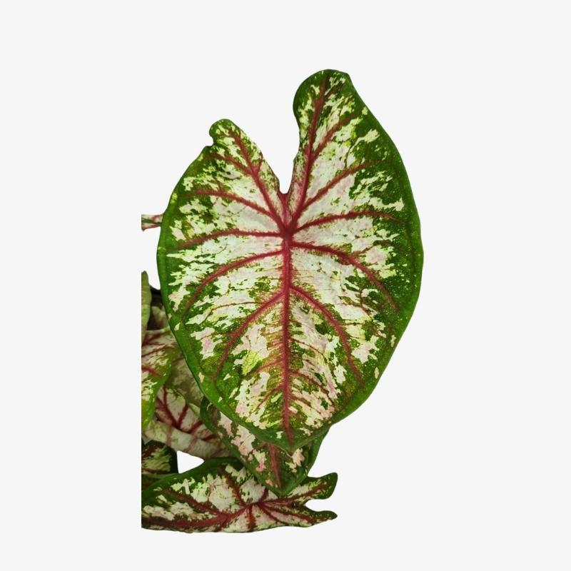 Caladium Tapestry